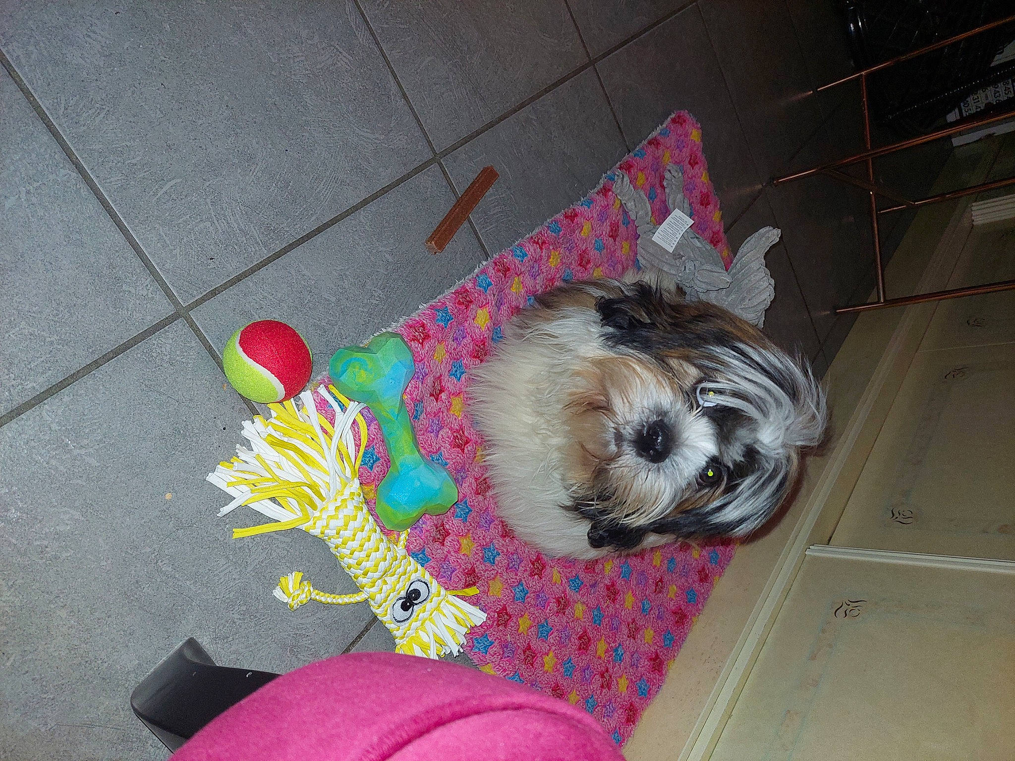 Harry a rejoint le concours — aidez-le/la à gagner de superbes lots ! canidae, carnivore, collar, companion_dog, concrete, dog, dog_breed, dog_clothes, dog_supply, fawn, flooring, fur, non_sporting_group, pet_supply, small_terrier, snout, sporting_group, terrier, toy, toy_dog