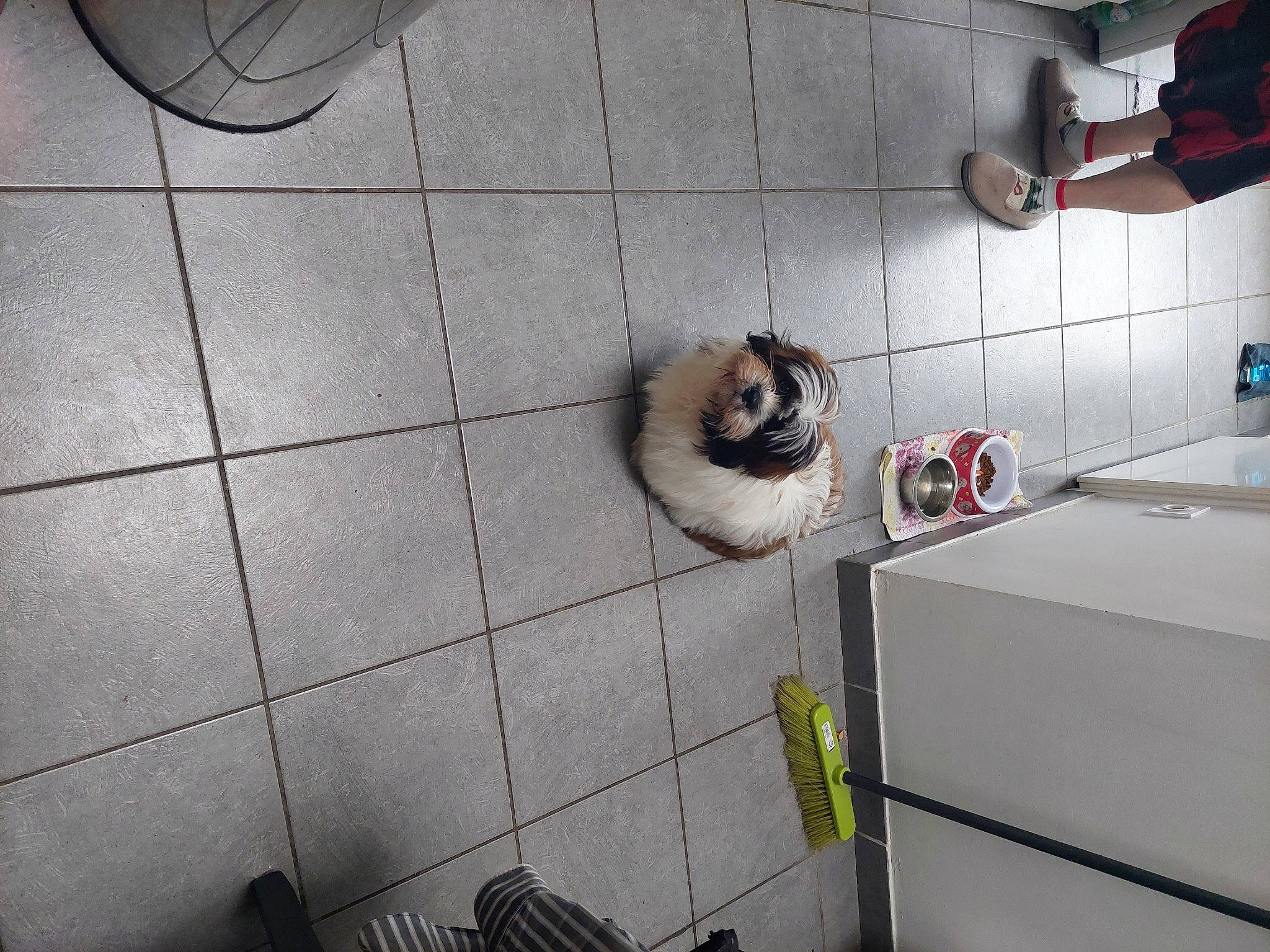 Harry a rejoint le concours — aidez-le/la à gagner de superbes lots ! companion_dog, felidae, floor, flooring, fur, gas, hardwood, machine, metal, pet_supply, plumbing, plumbing_fixture, poultry, road_surface, room, small_to_medium_sized_cats, tail, tile, whiskers, wood