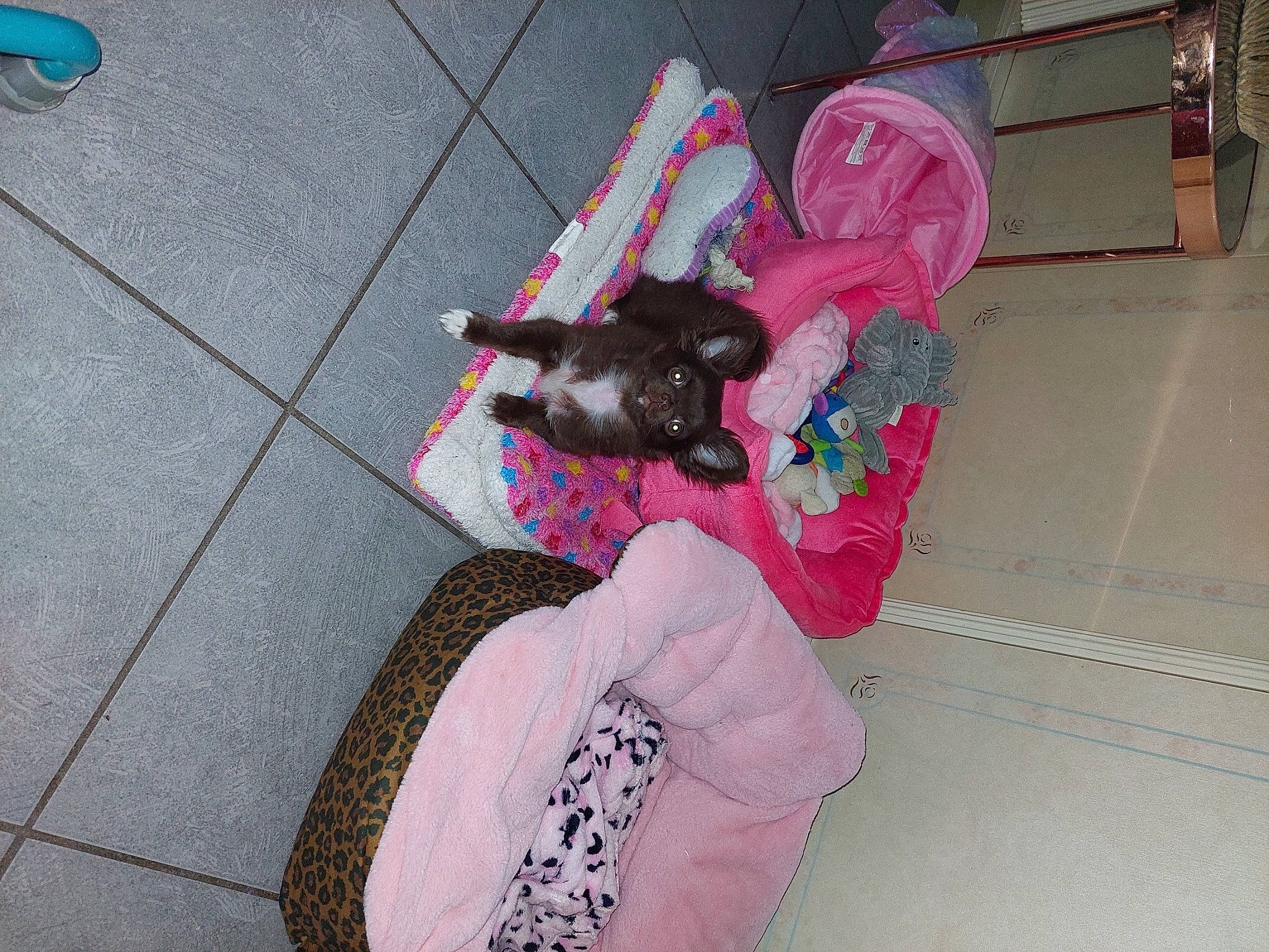 Zoé participe au concours pour gagner de l'argent avec cette photo : asphalt, canidae, carmine, companion_dog, concrete, dog_breed, dog_supply, felidae, flooring, fun, fur, magenta, non_sporting_group, pink, road_surface, sidewalk, sitting, small_to_medium_sized_cats, sporting_group, tail