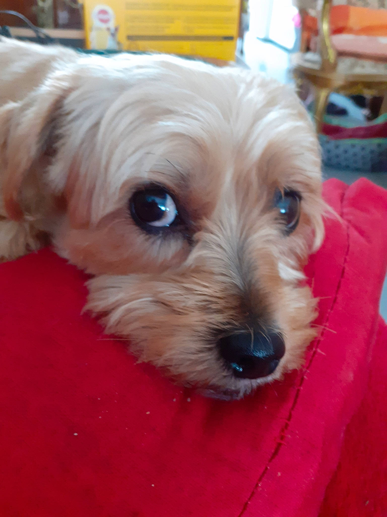 Jolie a rejoint le concours — aidez-le/la à gagner de superbes lots ! australian_silky_terrier, australian_terrier, canidae, carnivore, companion_dog, dog, dog_breed, glen_of_imaal_terrier, maltepoo, mammal, morkie, norfolk_terrier, puppy, schnoodle, small_terrier, snout, sporting_lucas_terrier, terrier, vertebrate, yorkshire_terrier