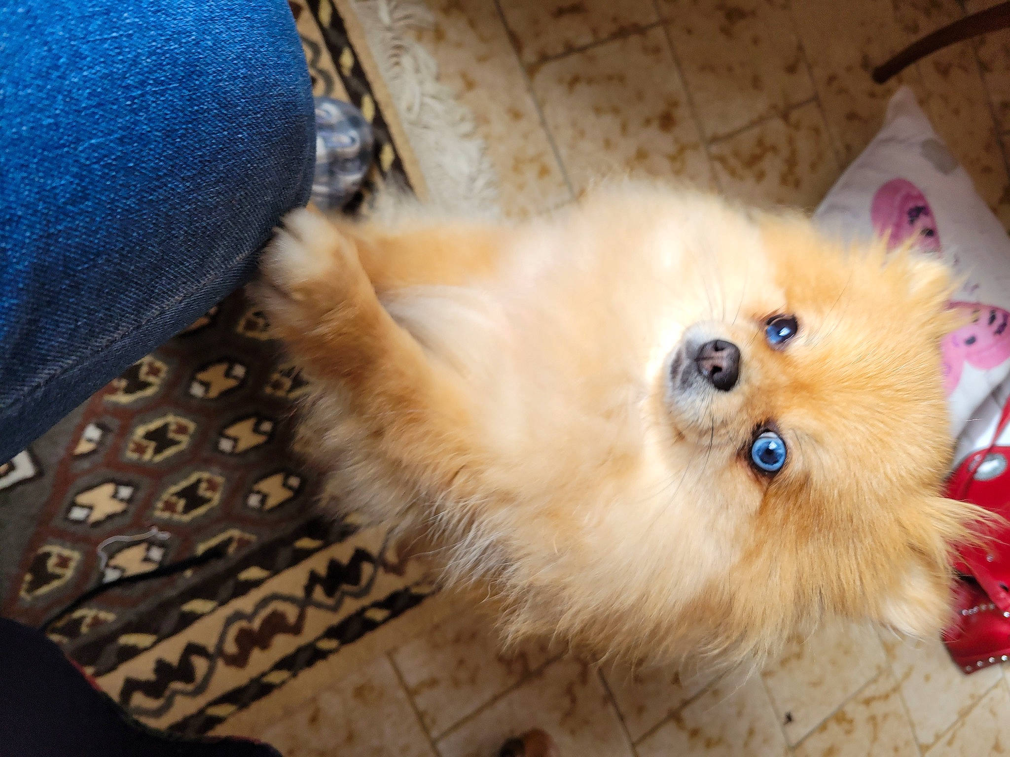 Sweetie participe au concours pour gagner de l'argent avec cette photo : canidae, carnivore, companion_dog, denim, dog, dog_breed, electric_blue, fawn, fur, german_spitz, german_spitz_klein, german_spitz_mittel, non_sporting_group, pattern, spitz, sporting_group, toy_dog, volpino_italiano, whiskers, working_animal