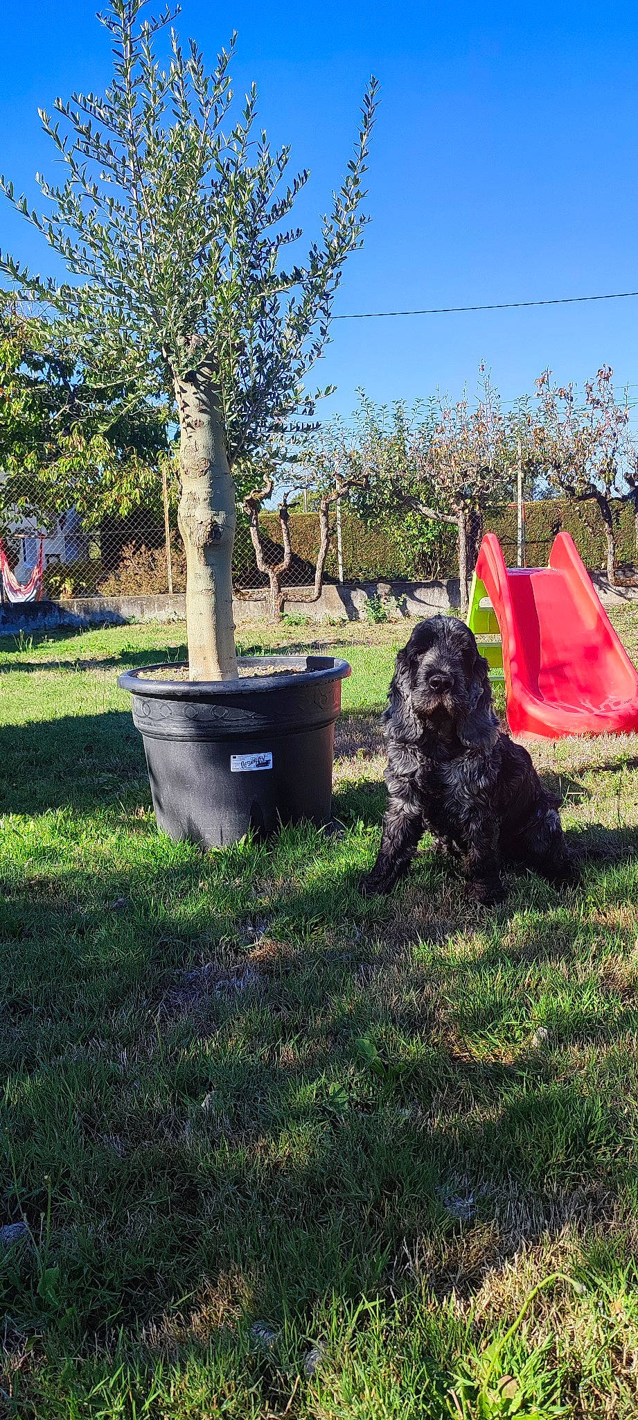 Marvel participe au concours pour gagner de l'argent avec cette photo : canidae, carnivore, companion_dog, dog, dog_breed, garden, grass, landscape, plant, poodle, shrub, sky, soil, sporting_group, terrier, toy_dog, tree, waste_container, waste_containment, water_dog