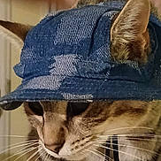 Man Man is registered to the contest to win money with this photo: cat, tabby, denim_hat, close_up, whiskers, ears, indoor, pet, feline, animal, cute, hat, striped, domestic_cat, portrait, face, fur, looking_down, accessory, headwear