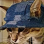 cat, tabby, denim_hat, close_up, whiskers, ears, indoor, pet, feline, animal, cute, hat, striped, domestic_cat, portrait, face, fur, looking_down, accessory, headwear