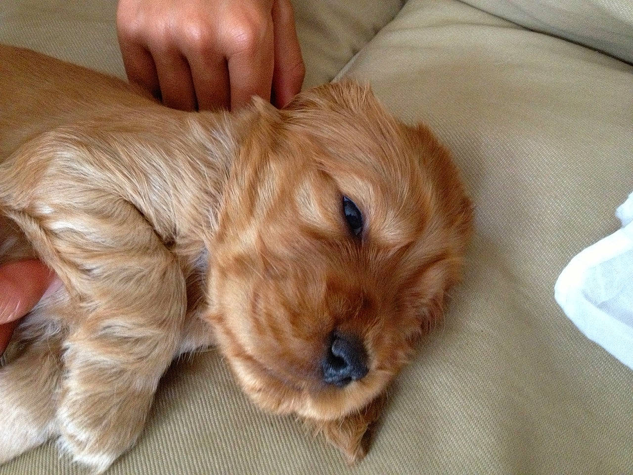 Icare participe au concours pour gagner de l'argent avec cette photo : canidae, caramel_color, carnivore, cavapoo, cockapoo, companion_dog, dog, dog_breed, ear, eye, fawn, lhasa_apso, mammal, norfolk_terrier, norwich_terrier, puppy, puppy_love, schnoodle, snout, sporting_group