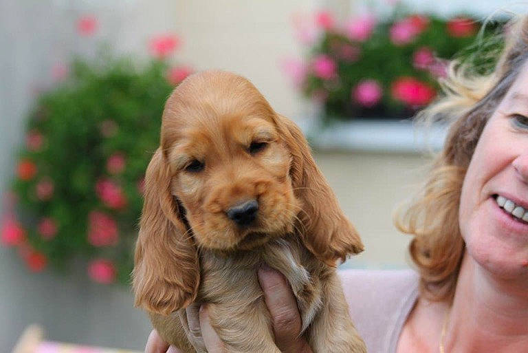 Icare a rejoint le concours — aidez-le/la à gagner de superbes lots ! american_cocker_spaniel, canidae, carnivore, cocker_spaniel, companion_dog, dog, dog_breed, english_cocker_spaniel, fawn, field_spaniel, mammal, puppy, puppy_love, rare_breed_dog, russian_spaniel, snout, spaniel, sporting_group, sussex_spaniel, vertebrate