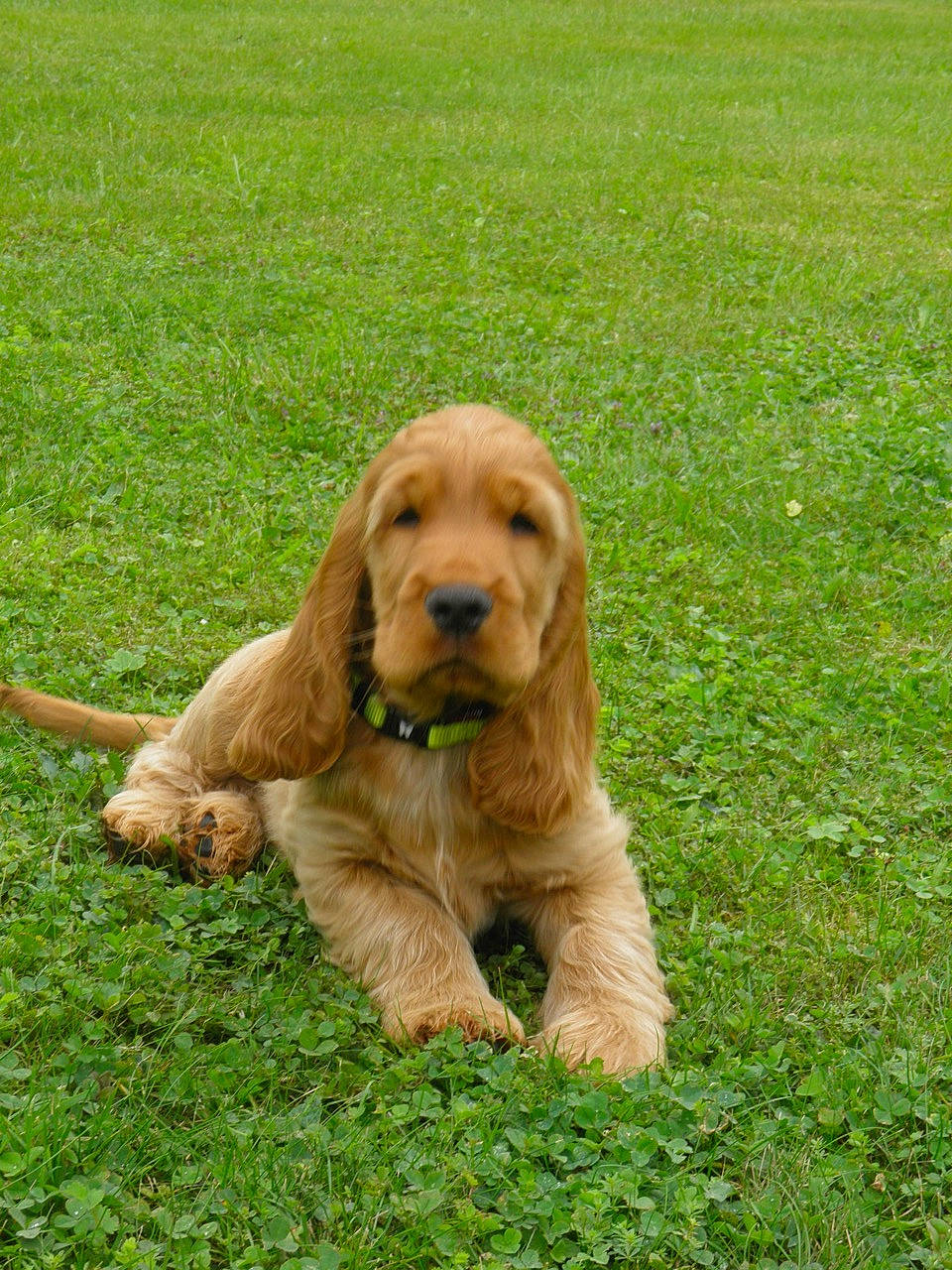 Icare a rejoint le concours — aidez-le/la à gagner de superbes lots ! american_cocker_spaniel, basset_fauve_de_bretagne, canidae, carnivore, cocker_spaniel, companion_dog, dog, dog_breed, english_cocker_spaniel, field_spaniel, grass, mammal, rare_breed_dog, russian_spaniel, spaniel, sporting_group, sussex_spaniel, vertebrate