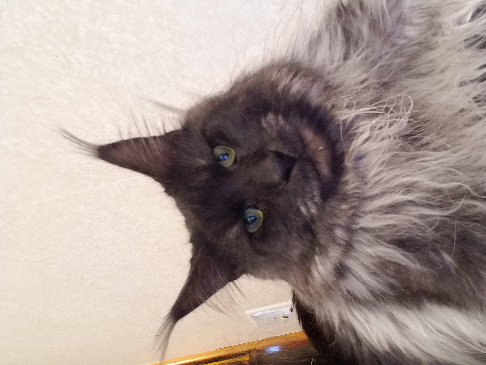 Loki is registered to the contest to win money with this photo: black_cat, british_longhair, carnivore, cat, claw, dog_breed, felidae, fur, german_spitz_mittel, paw, small_to_medium_sized_cats, snout, tail, terrestrial_animal, whiskers