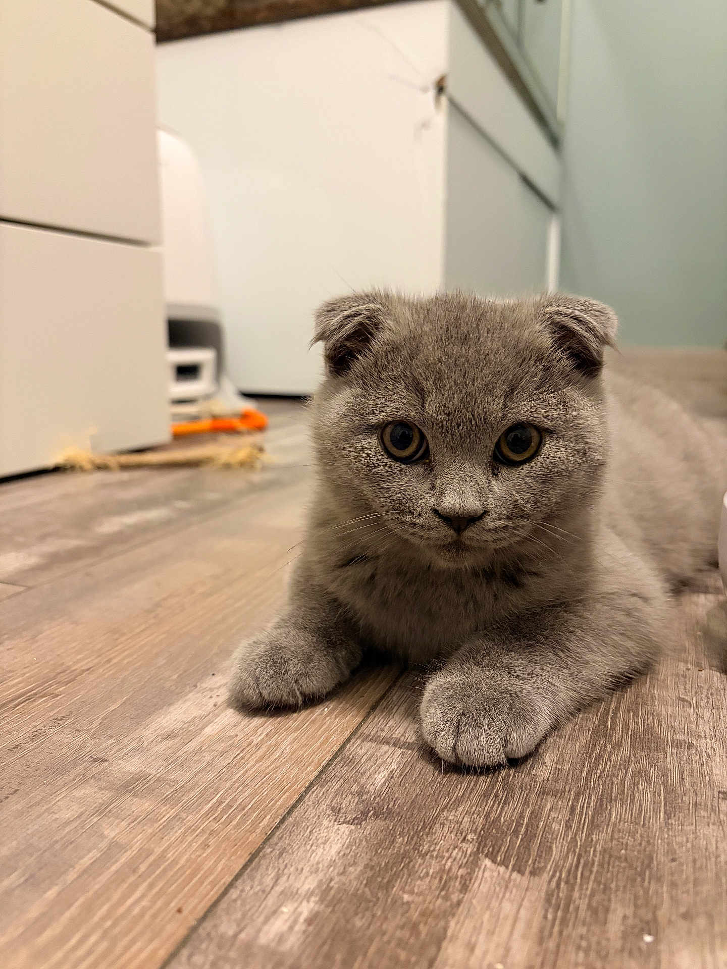 Atom participe au concours pour gagner de l'argent avec cette photo : kitten, cat, scottish_fold, gray_cat, pet, indoor, floor, wooden_floor, cute, feline, animal, young_cat, whiskers, paws, ears, looking, closeup, domestic_cat, fur, laying_down