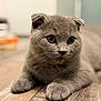 cat, kitten, gray_cat, scottish_fold, pet, animal, fur, whiskers, floor, wooden_floor, indoor, cute, young, ears, paws, closeup, portrait, looking, domestic_animal, feline