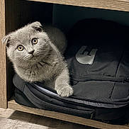 Atom a rejoint le concours — aidez-le/la à gagner de superbes lots ! cat, kitten, scottish_fold, gray_fur, backpack, wooden_shelf, floor, indoor, pet, cute, curious, feline, furry, resting, paw, looking, cozy, small_space, animal, domestic