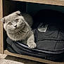 cat, kitten, scottish_fold, gray_fur, backpack, wooden_shelf, floor, indoor, pet, cute, curious, feline, furry, resting, paw, looking, cozy, small_space, animal, domestic