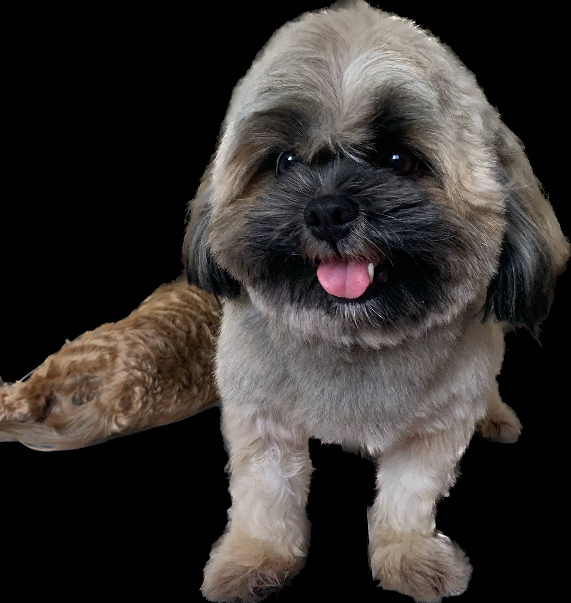 Coco is registered to the contest to win money with this photo: canidae, carnivore, companion_dog, dog, dog_breed, fawn, font, fur, liver, mal_shi, maltepoo, shih_tzu, small_terrier, snout, sporting_group, terrestrial_animal, terrier, toy_dog, working_animal, wrinkle