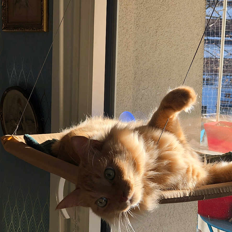 Gnocchi participe au concours pour gagner de l'argent avec cette photo : balcony, cat, cozy, curious, daylight, domestic_animal, feline, fur, hammock, home, indoor, lounging, orange_cat, paw, pet, relaxed, resting, sunlight, whiskers, window