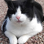 Twenty participe au concours pour gagner de l'argent avec cette photo : cat, black_and_white, tuxedo_cat, animal, pet, portrait, close_up, whiskers, ears, pink_nose, white_paws, fur, sitting, gravel, outdoor, symmetrical, alert, cute, facial_expression, photography
