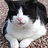 cat, black_and_white, tuxedo_cat, animal, pet, portrait, close_up, whiskers, ears, pink_nose, white_paws, fur, sitting, gravel, outdoor, symmetrical, alert, cute, facial_expression, photography