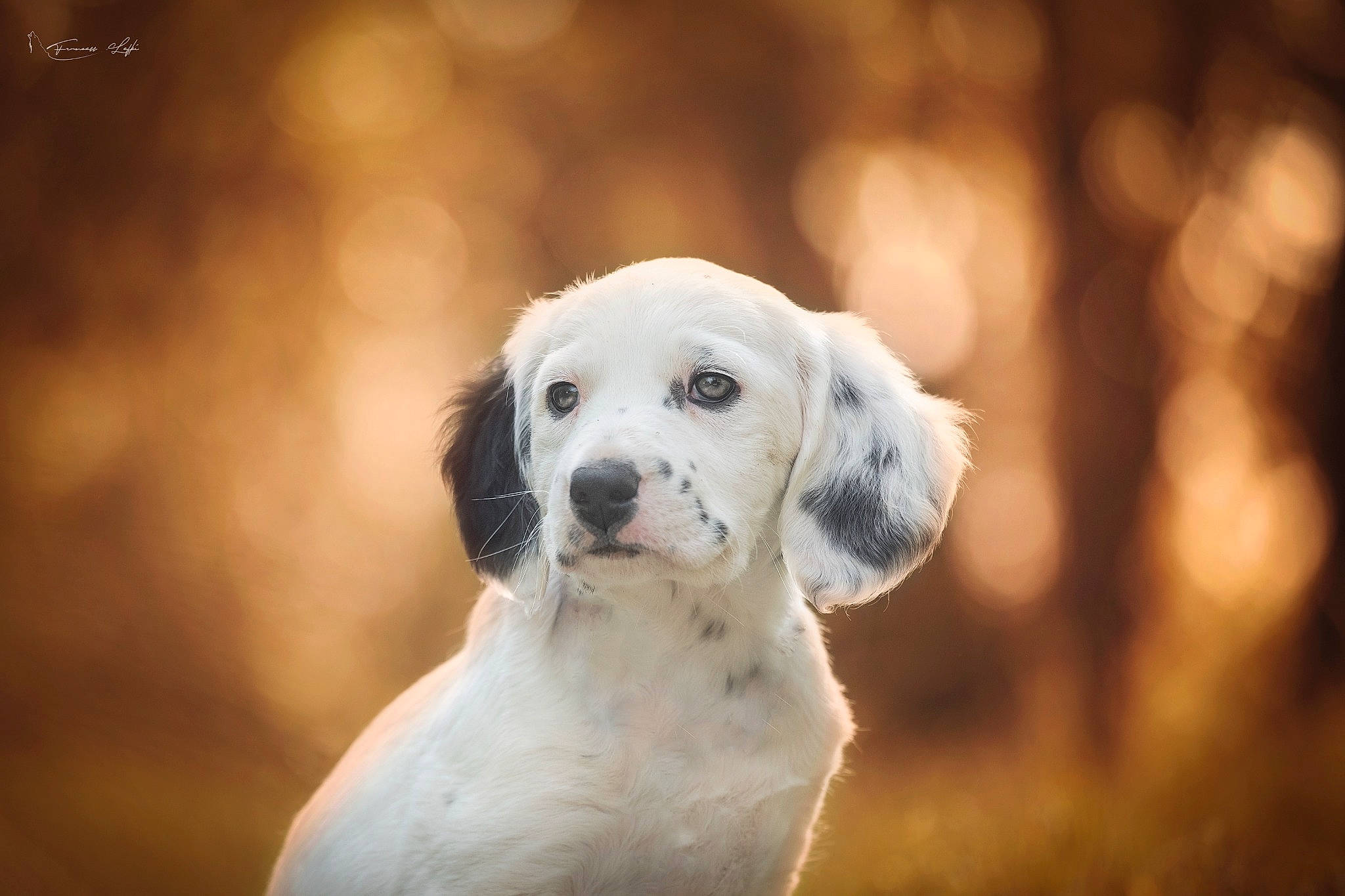 Freyja participe au concours pour gagner de l'argent avec cette photo : canidae, carnivore, cloud, companion_dog, dog, dog_breed, eye, fawn, flash_photography, fur, grass, happy, monochrome_photography, non_sporting_group, puppy, sky, snout, sporting_group, tree, whiskers