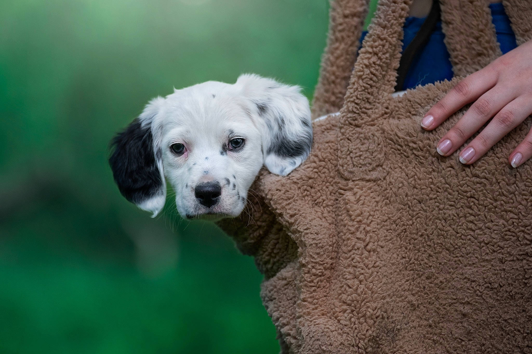 Freyja a rejoint le concours — aidez-le/la à gagner de superbes lots ! canidae, carnivore, companion_dog, dog, dog_breed, dog_collar, dog_supply, fawn, fur, grass, labradoodle, non_sporting_group, pet_supply, puppy, snout, sporting_group, standard_poodle, toy_dog, working_animal, wrinkle