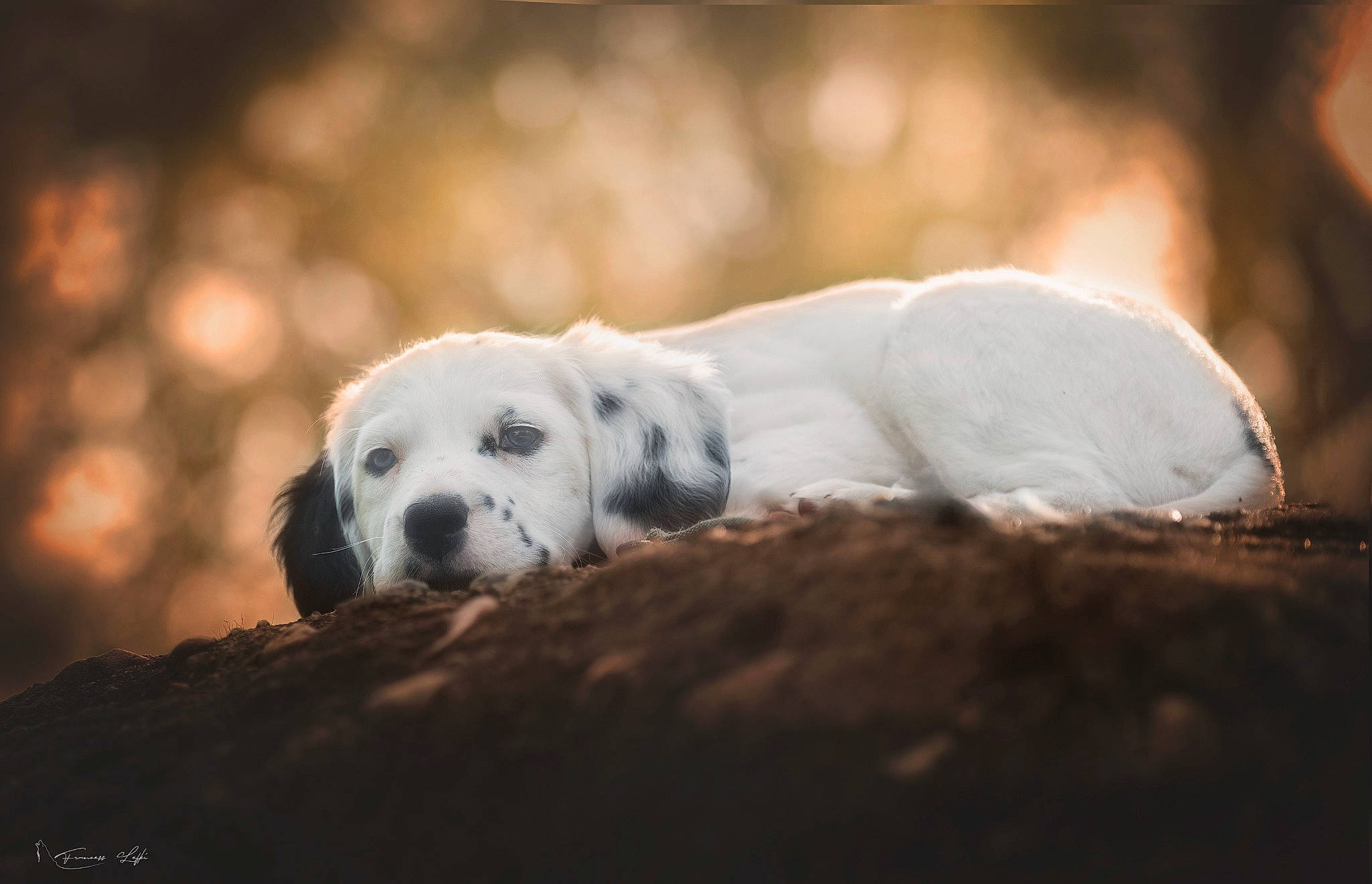 Freyja participe au concours pour gagner de l'argent avec cette photo : carnivore, cloud, companion_dog, dalmatian, dog, dog_breed, flash_photography, fur, grass, monochrome_photography, rock, sky, snout, sporting_group, terrestrial_animal, tree, whiskers, wildlife, winter, wood