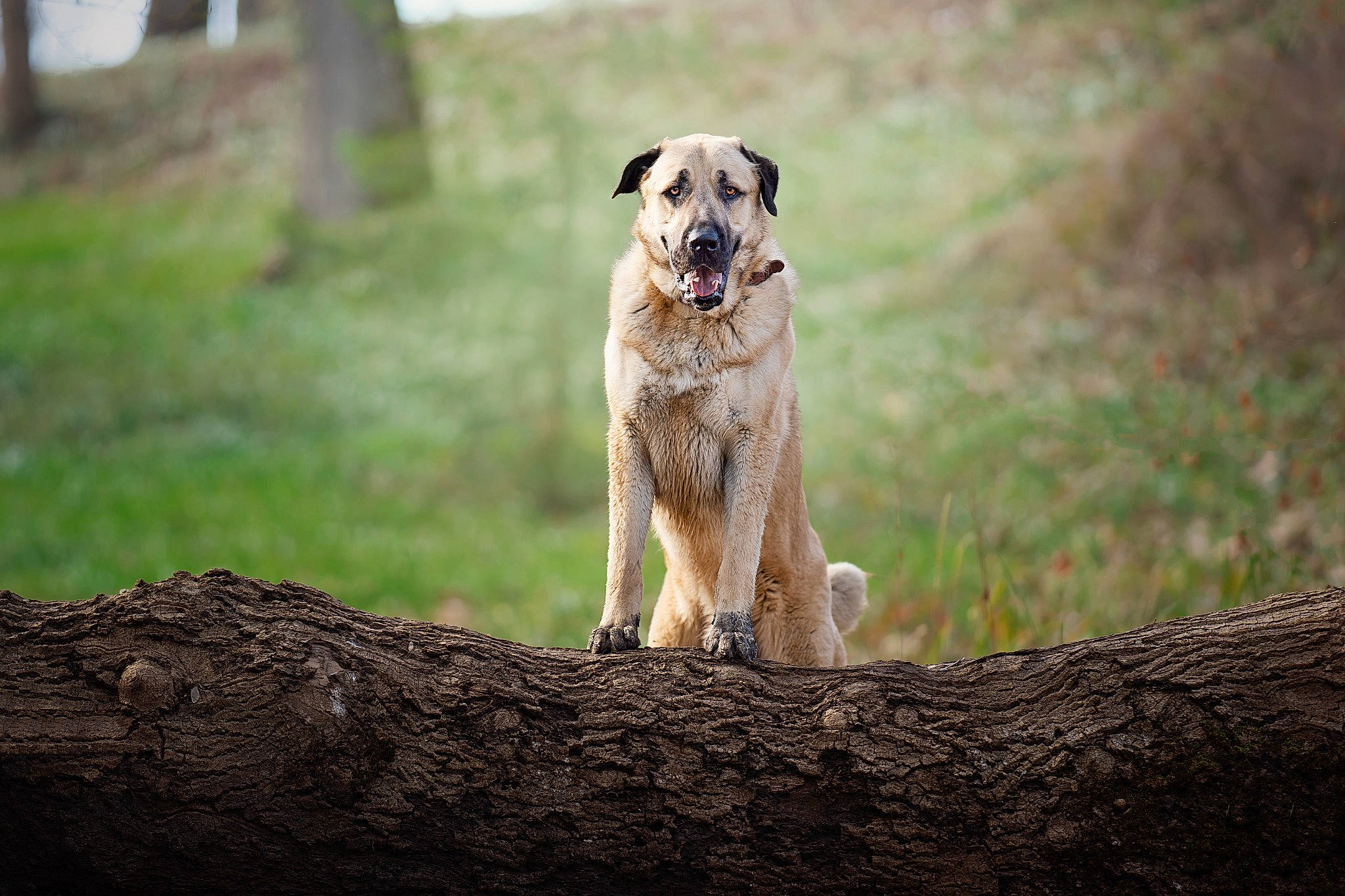 Hadès a rejoint le concours — aidez-le/la à gagner de superbes lots ! canidae, carnivore, companion_dog, dog, dog_breed, fawn, grass, gun_dog, natural_landscape, plant, rock, snout, soil, sporting_group, tail, terrestrial_animal, tree, trunk, wildlife, wood