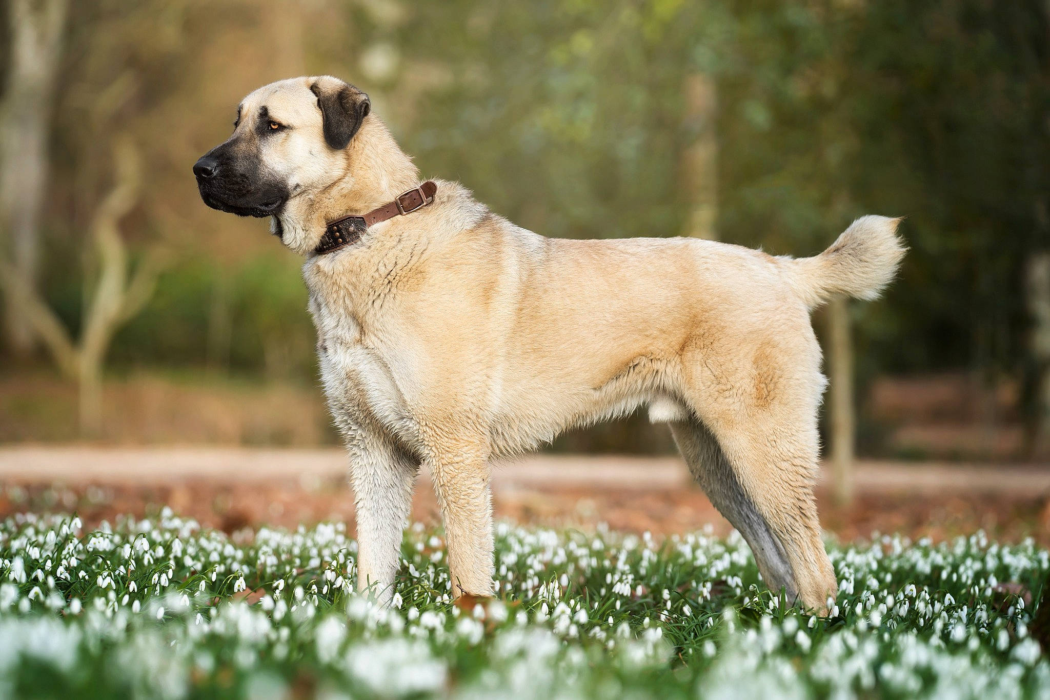 Hadès participe au concours pour gagner de l'argent avec cette photo : ancient_dog_breeds, canidae, carnivore, collar, companion_dog, dog, dog_breed, dog_collar, dog_supply, fawn, grass, gun_dog, pet_supply, plant, snout, sporting_group, tail, terrestrial_animal, wildlife, working_animal