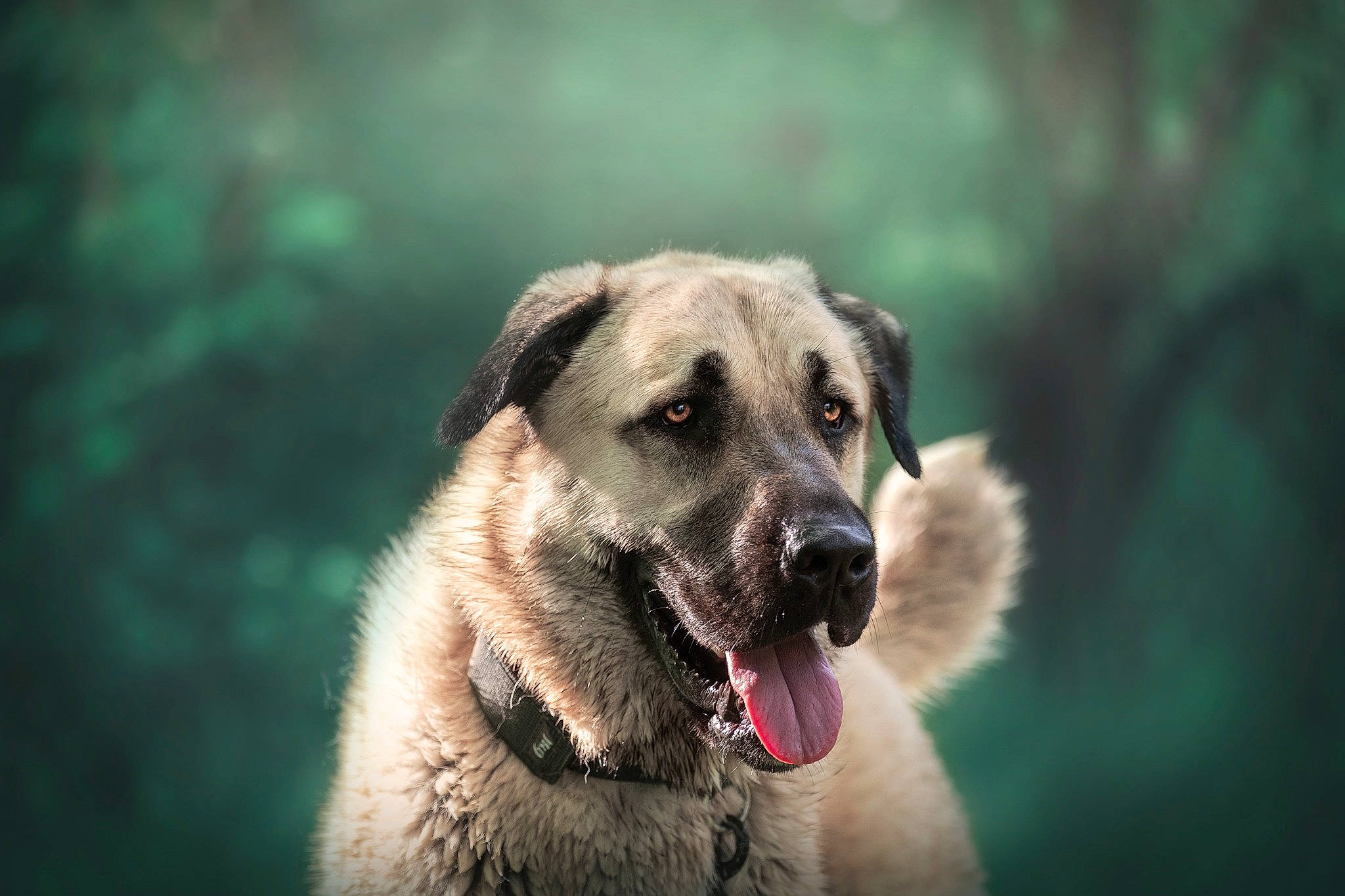 Hadès a rejoint le concours — aidez-le/la à gagner de superbes lots ! canidae, carnivore, close_up, companion_dog, darkness, dog, dog_breed, eye, fawn, flash_photography, fur, macro_photography, sky, snout, sporting_group, terrestrial_animal, tree, whiskers, wildlife, working_dog