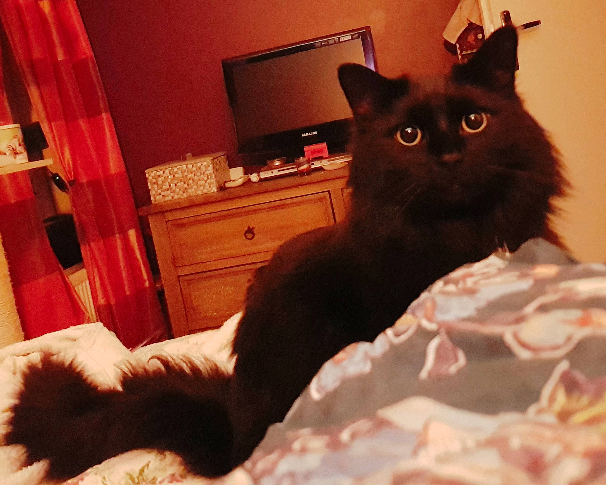 Merlin participe au concours pour gagner de l'argent avec cette photo : bed, bedding, black_cat, bombay, brown, cabinetry, carnivore, cat, chest, chest_of_drawers, comfort, curtain, drawer, dresser, felidae, lamp, linens, small_to_medium_sized_cats, television, whiskers