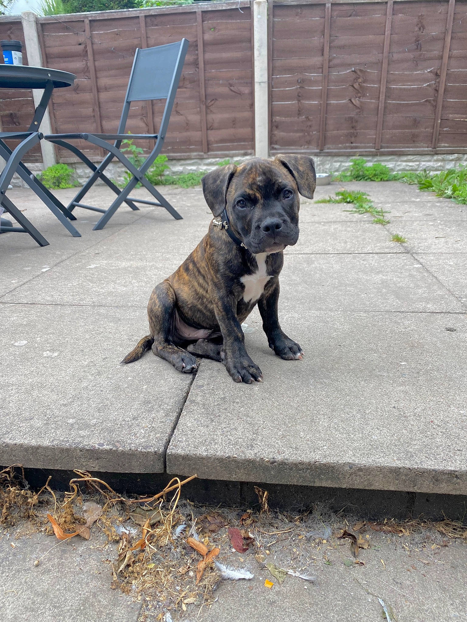 Meeko joined the competition — help win amazing prizes! canidae, carnivore, collar, companion_dog, dog, dog_breed, dog_collar, dog_supply, fawn, grass, leash, outdoor_furniture, pet_supply, plant, road_surface, snout, sporting_group, tail, working_animal, wrinkle