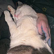 Skittles joined the competition — help win amazing prizes! cat, sleeping_cat, pet, indoor, human_hand, blanket, bedding, cozy, pink_nose, paw, whiskers, fur, domestic_animal, nap, sleeping, closeup, ring, star_pattern, portrait, relaxed