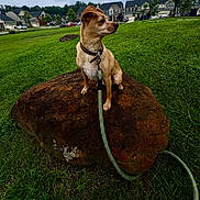 Sal P joined the competition — help win amazing prizes! dog, small_dog, leash, collar, rock, grass, park, outdoor, neighborhood, houses, car, cloudy_sky, pet, animal, nature, side_view, alert, brown_dog, daytime, greenery