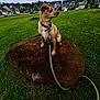 dog, small_dog, leash, collar, rock, grass, park, outdoor, neighborhood, houses, car, cloudy_sky, pet, animal, nature, side_view, alert, brown_dog, daytime, greenery