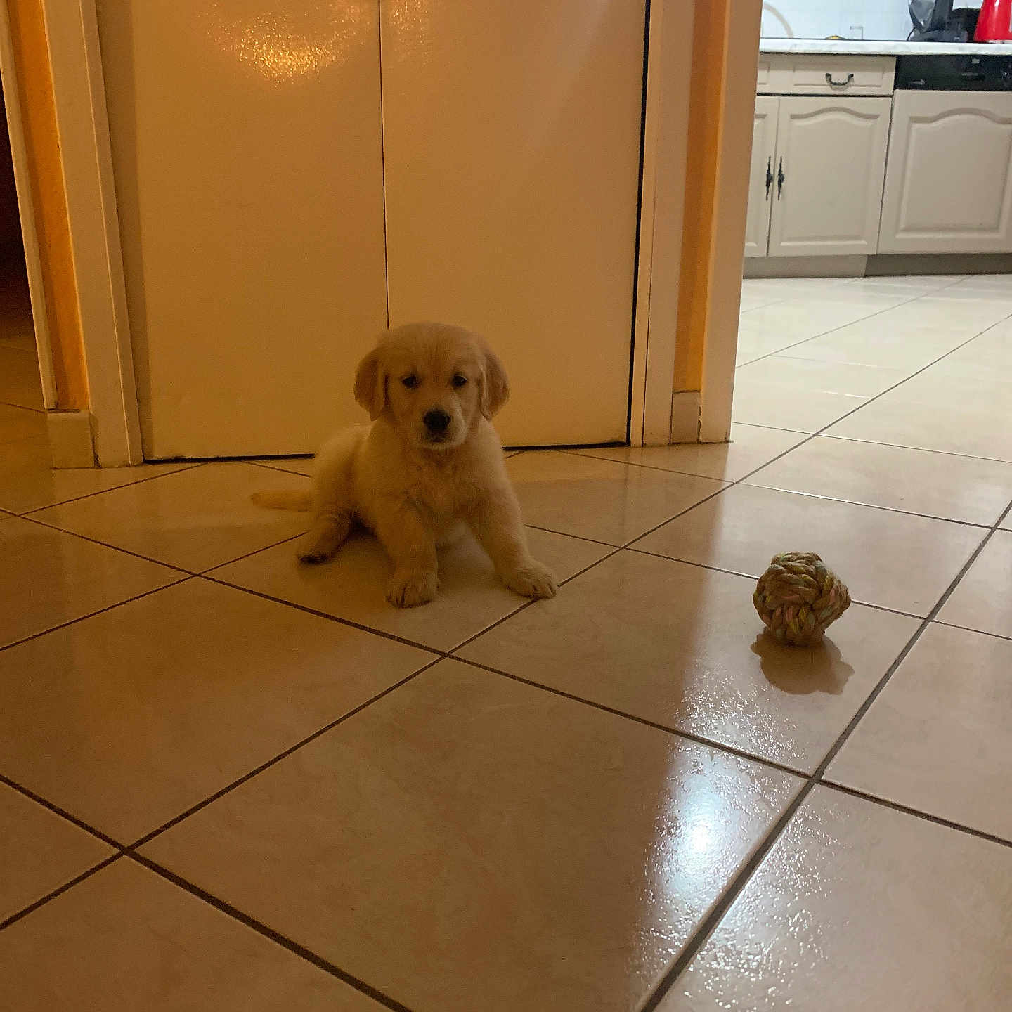 Arya participe au concours pour gagner de l'argent avec cette photo : animal, cabinet, companion, cute, dog, door, floor, golden_retriever, home, indoor, kitchen, pet, playing, puppy, reflection, rope_toy, small_dog, tile_floor, toy, young_dog