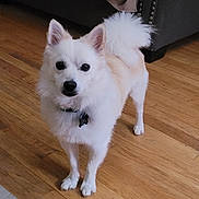 Echo joined the competition — help win amazing prizes! dog, white_dog, pet, indoor, wooden_floor, collar, fur, tail, ears, animal, cute, standing, looking, domestic_animal, companion, house, flooring, fur_texture, alert, friendly