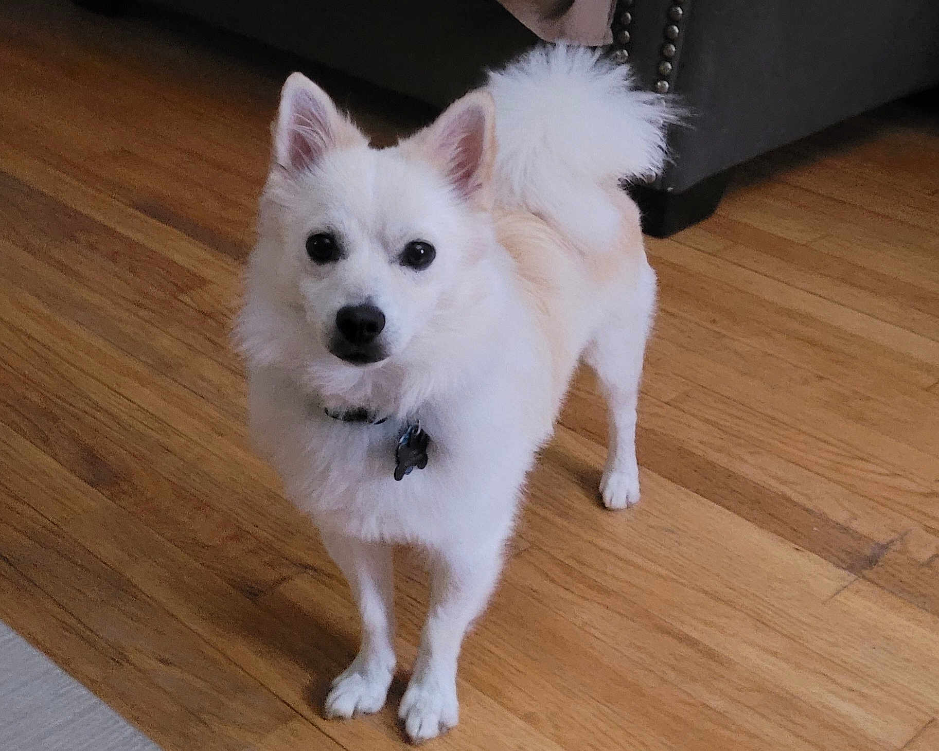 Echo
