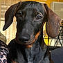 dog, dachshund, pet, indoors, portrait, close_up, animal, brown, black, ears, face, snout, fur, cute, looking, sitting, cozy, home, furniture, lighting