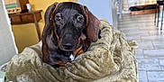 Aïko a rejoint le concours — aidez-le/la à gagner de superbes lots ! dog, puppy, dachshund, blanket, crate, indoor, kitchen, furniture, wood, yellow_wall, floor_tiles, curtains, window, microwave, table, chair, pet, cute, cozy, looking
