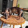 Aïko a rejoint le concours — aidez-le/la à gagner de superbes lots ! dachshund, dog, wooden_table, indoor, flooring, plant, vase, stove, furniture, sniffing, pet, curious, cozy, boot, legs, modern, home, brown, small_dog, table