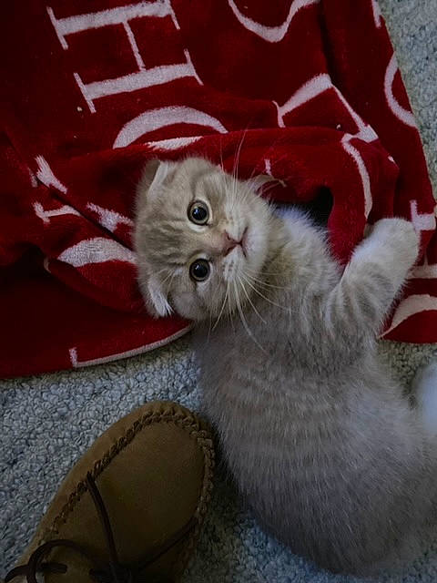 Cookie Day is registered to the contest to win money with this photo: carmine, carnivore, cat, cat_supply, felidae, fur, kitten, slipper, small_to_medium_sized_cats, snout, vertebrate, walking_shoe, whiskers