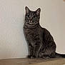 Yuki a rejoint le concours — aidez-le/la à gagner de superbes lots ! cat, gray_tabby, pet, whiskers, green_eyes, paws, sitting, wooden_shelf, wall_texture, indoor, portrait, fur, curious, feline, closeup, domestic_cat, home_interior, minimalist, soft_lighting, ears