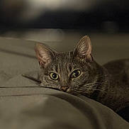 Yuki a rejoint le concours — aidez-le/la à gagner de superbes lots ! cat, feline, pet, close_up, portrait, eyes, whiskers, bed, blanket, indoor, low_light, bokeh, fur, lying_down, cozy, domestic_animal, night, ears, resting, gazing