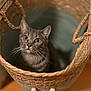 cat, tabby, basket, wicker, whiskers, wide_eyes, beads, wood_floor, pet, indoor, portrait, curious, looking_up, handle, woven, texture, closeup, mammal, cozy, furniture