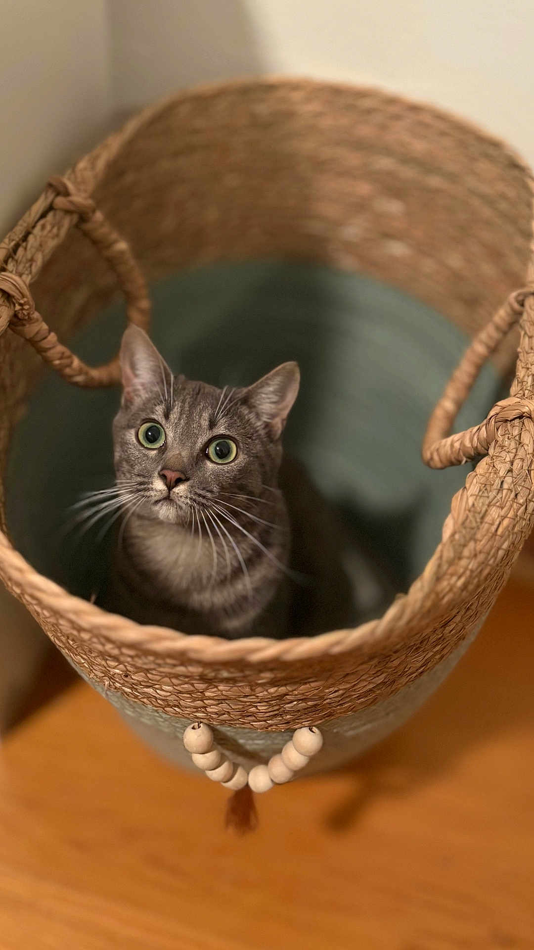 Yuki participe au concours pour gagner de l'argent avec cette photo : cat, tabby, basket, wicker, whiskers, wide_eyes, beads, wood_floor, pet, indoor, portrait, curious, looking_up, handle, woven, texture, closeup, mammal, cozy, furniture