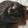 cat, sleeping_cat, whiskers, fur, blanket, bed, cozy, nap, curled, domestic_cat, pet, closeup, indoor, paw, muzzle, serene, fur_texture, soft, comfort, nap_time