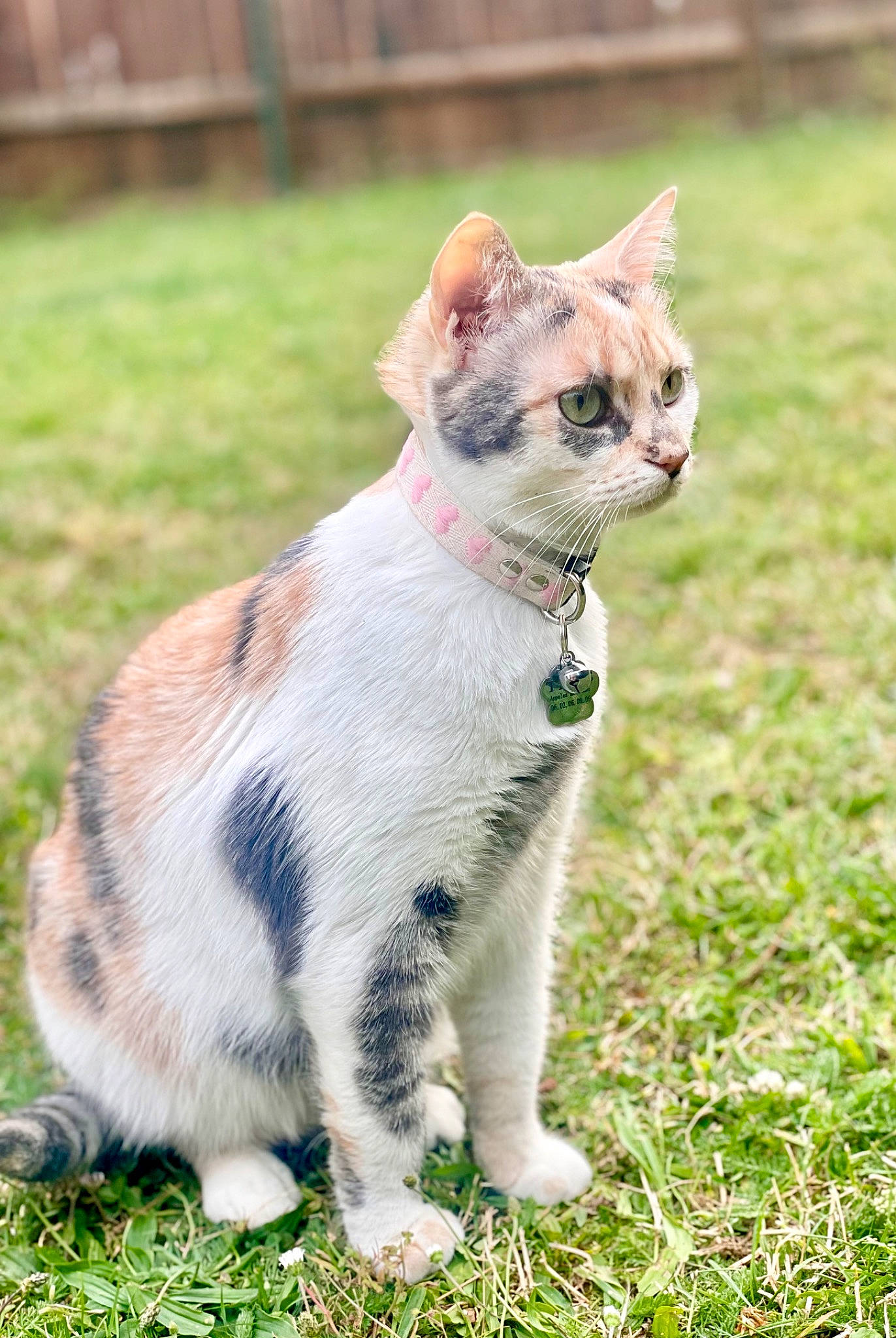 Tess a rejoint le concours — aidez-le/la à gagner de superbes lots ! carnivore, cat, claw, collar, domestic_short_haired_cat, fawn, felidae, fur, grass, grassland, paw, plant, sitting, small_to_medium_sized_cats, snout, tail, terrestrial_animal, walking, whiskers, wildlife