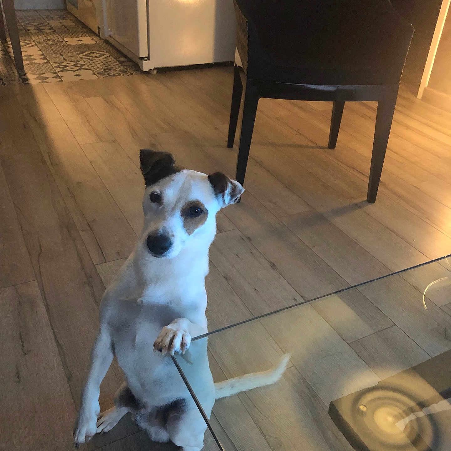 Noy participe au concours pour gagner de l'argent avec cette photo : animal, brown_patch, chair, curious, dog, domestic, floor, furniture, glass_table, home, indoor, kitchen, paw_on_table, pet, refrigerator, sitting, small_dog, warm_lighting, white_dog, wooden_floor