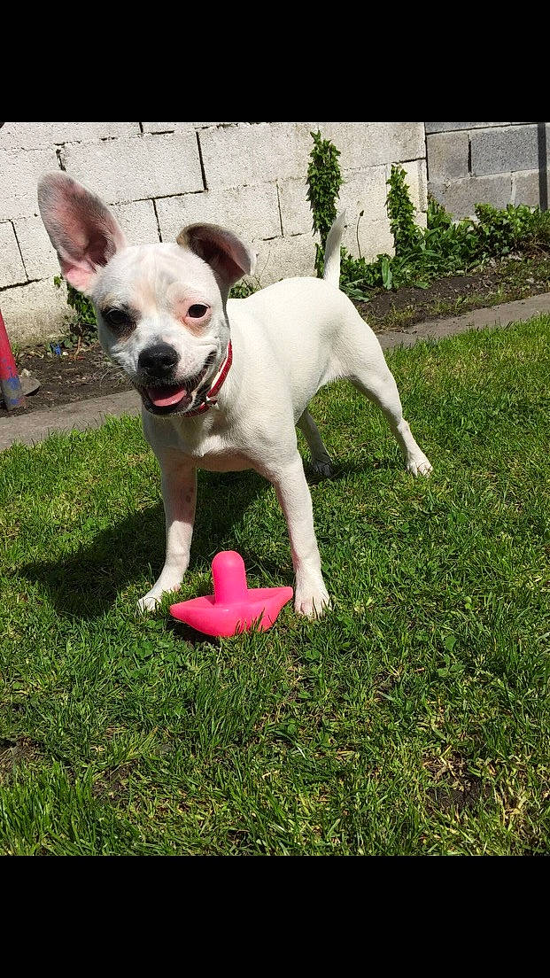 Chelsea a rejoint le concours — aidez-le/la à gagner de superbes lots ! canidae, carmine, carnivore, collar, companion_dog, dog, dog_breed, dog_collar, dog_supply, fawn, grass, lawn, non_sporting_group, plant, snout, sporting_group, tail, terrier, whiskers, yard