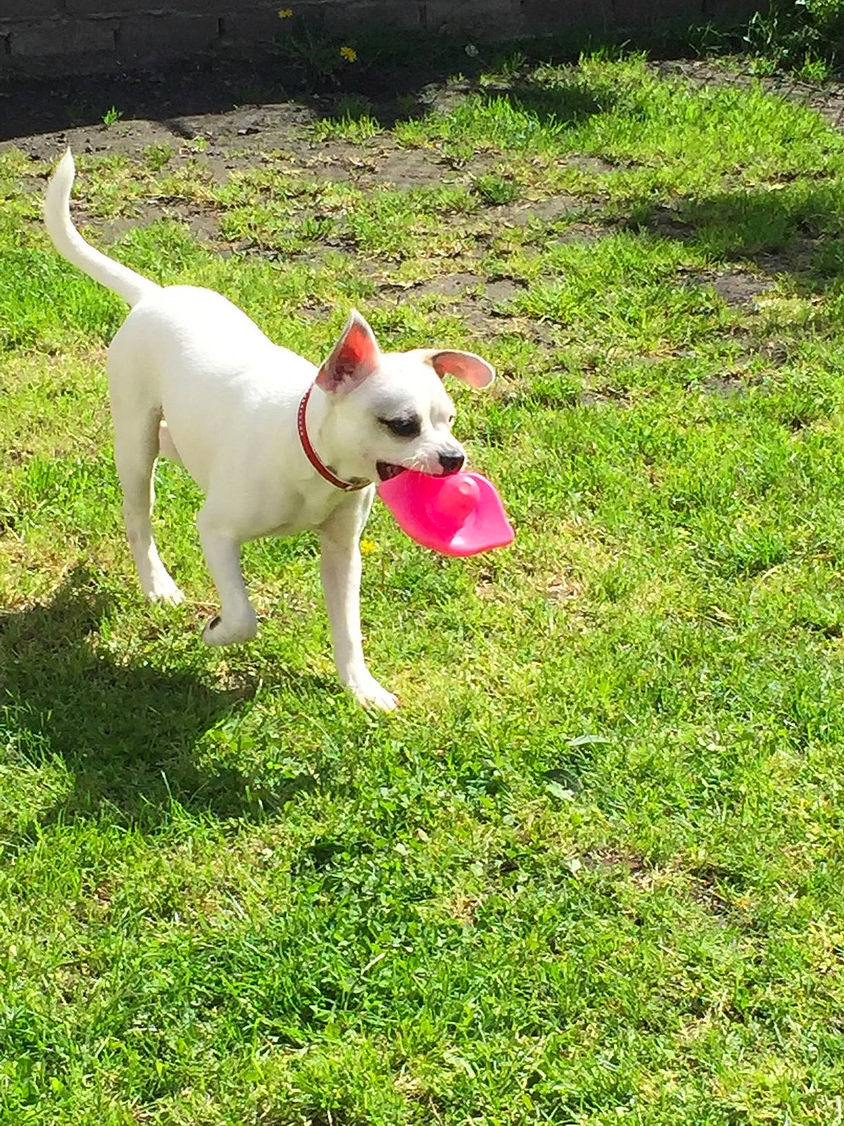 Chelsea participe au concours pour gagner de l'argent avec cette photo : canidae, carnivore, collar, companion_dog, dog, dog_breed, dogo_guatemalteco, fawn, grass, grassland, groundcover, hunting_dog, lawn, non_sporting_group, plant, shrub, sporting_group, tail, terrier, working_animal