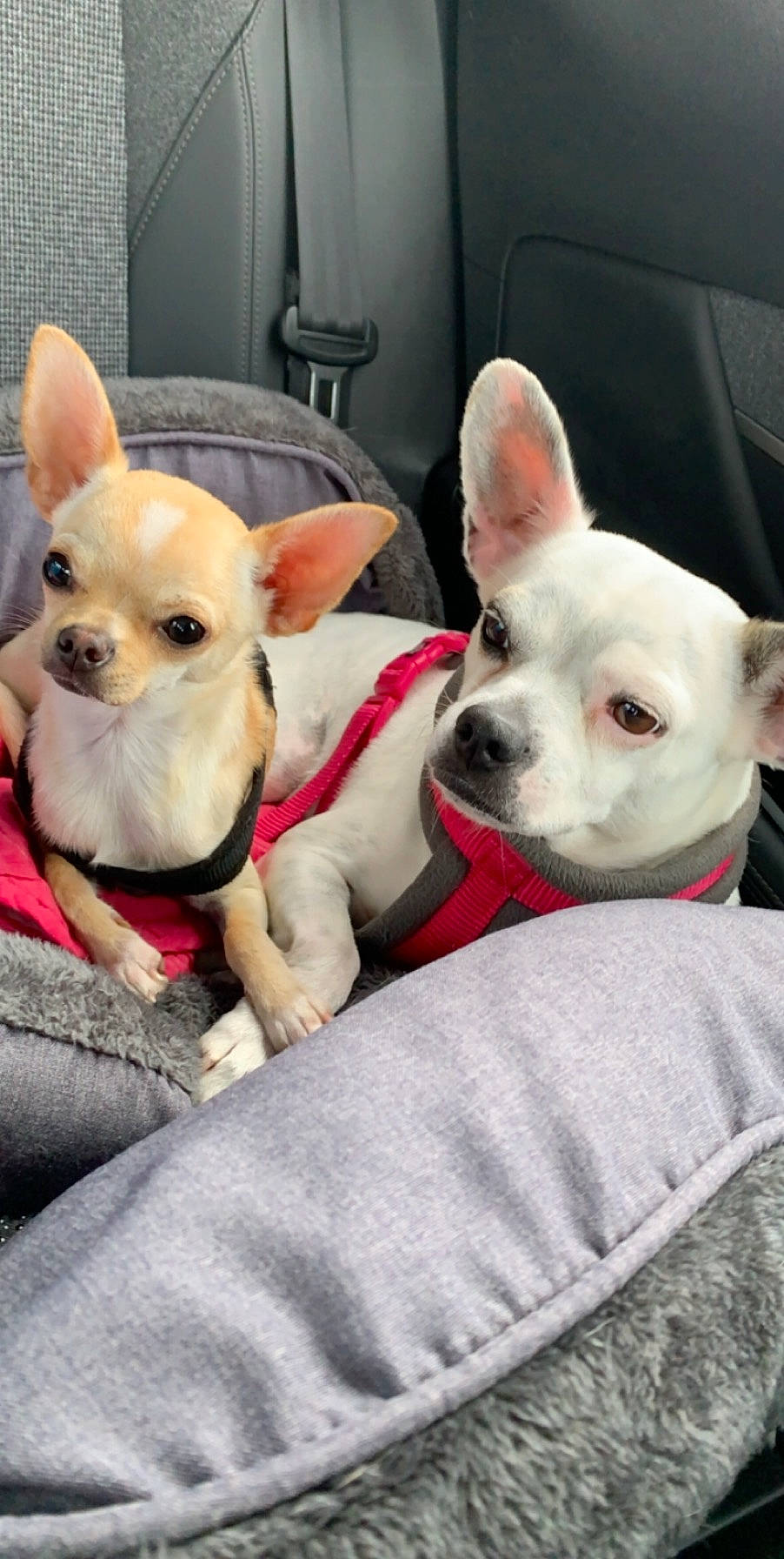 Chelsea participe au concours pour gagner de l'argent avec cette photo : canidae, carnivore, chihuahua, collar, comfort, companion_dog, dog, dog_breed, dog_supply, ear, fawn, fur, head, puppy, puppy_love, snout, sporting_group, toy_dog, whiskers, working_animal