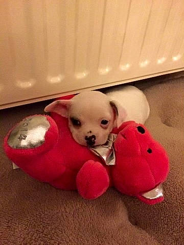 Chelsea a rejoint le concours — aidez-le/la à gagner de superbes lots ! canidae, carmine, carnivore, companion_dog, dog, dog_breed, dog_clothes, dog_supply, fawn, flooring, fur, pet_supply, plush, snout, sporting_group, stuffed_toy, tail, toy, toy_dog, working_animal