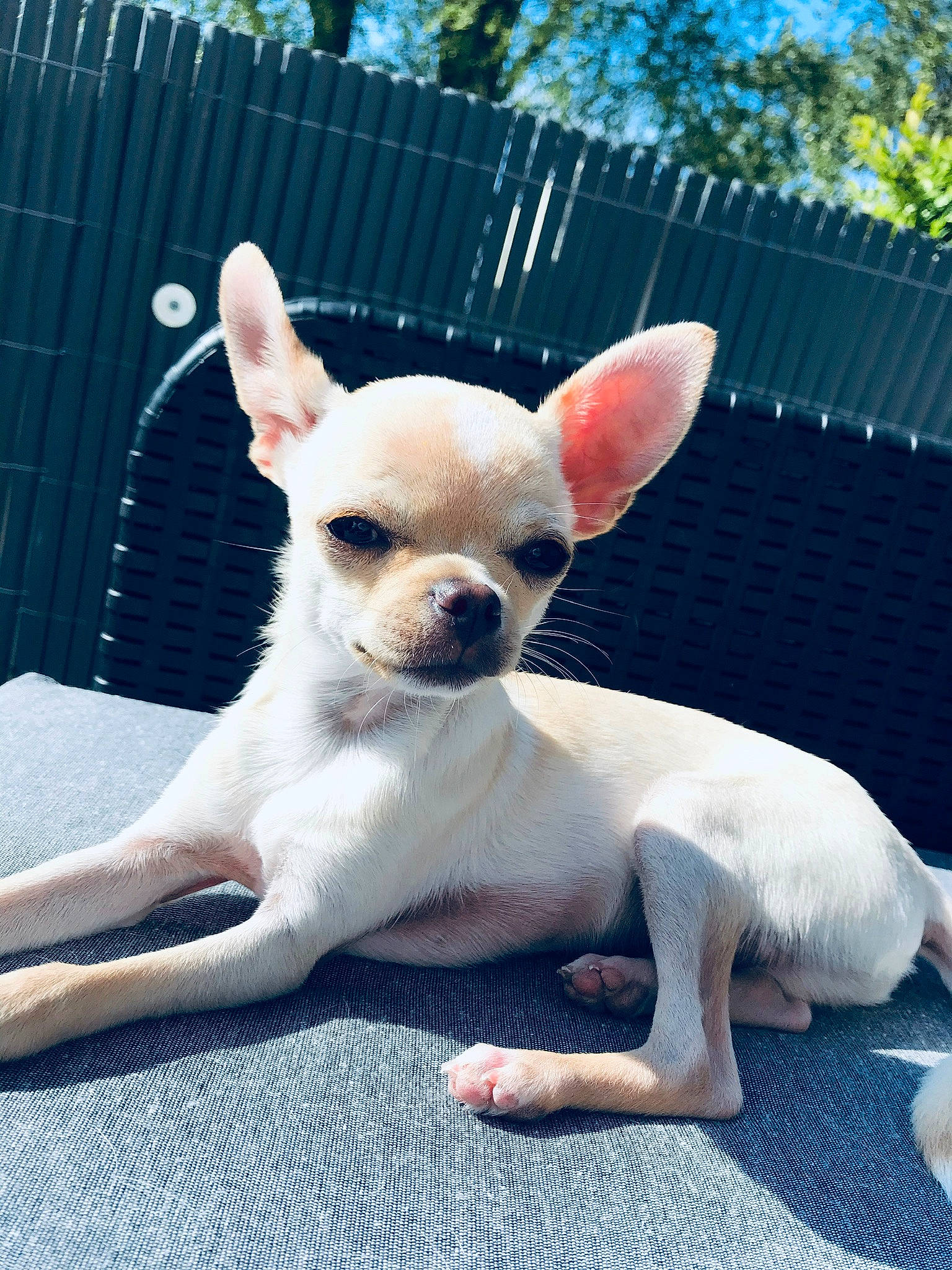 Snow a rejoint le concours — aidez-le/la à gagner de superbes lots ! blue, canidae, carnivore, companion_dog, dog, dog_breed, ear, fawn, fence, grass, pink, sky, snout, sporting_group, tail, terrestrial_animal, toy_dog, tree, whiskers, working_animal